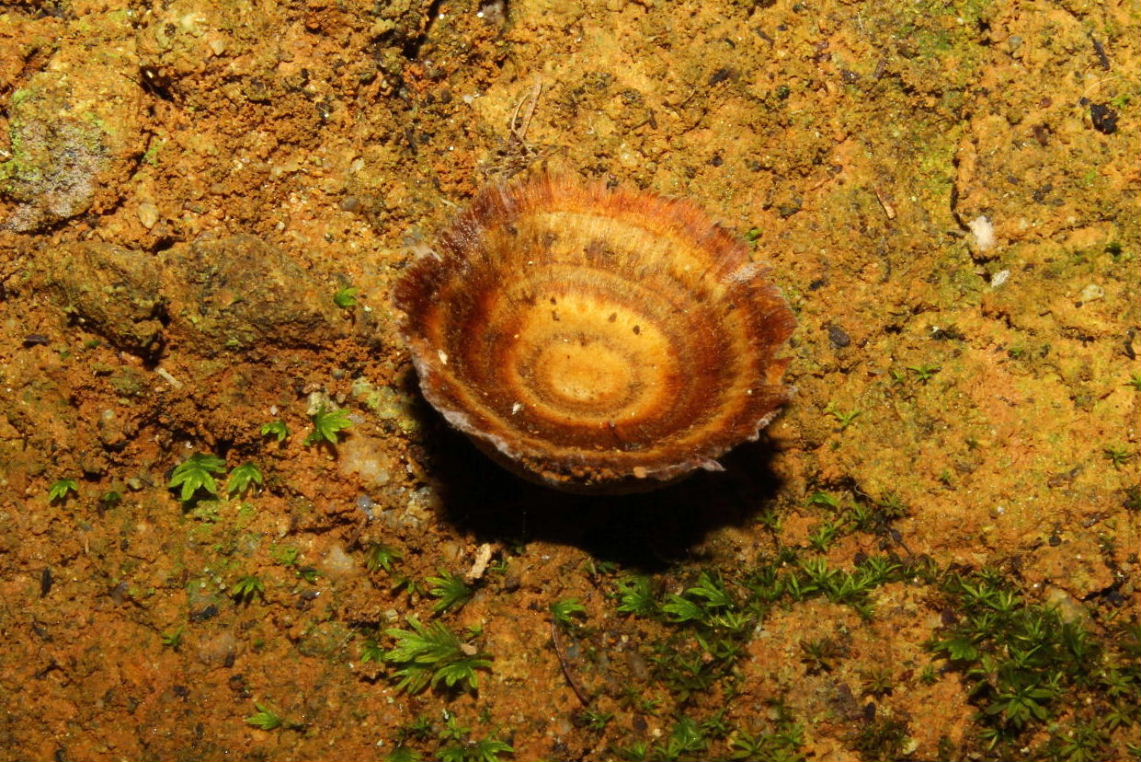 Fungo da determinare-2